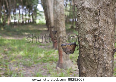 Plantation rubber Tree Harvesting in forest in Thailand.