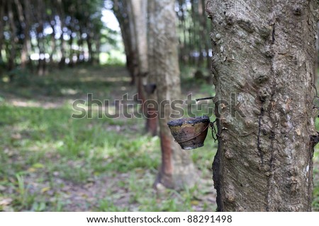 Plantation rubber Tree Harvesting in forest in Thailand.
