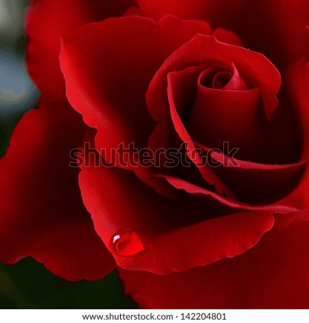 Soft natural light falling onto a velvet blood-red Valentine rose with a soft tear Sharp macro concept photograph for Valentines Day or Weddings Soft natural light falling onto a velvet blood-red Valentine rose with a soft tear Sharp macro concept photograph for Valentines Day or Weddings