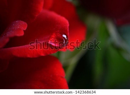 Beautifully lit clear macro of solitary tear of dew on a red rose. Concept image for Valentines or wedding theme. Copy space.