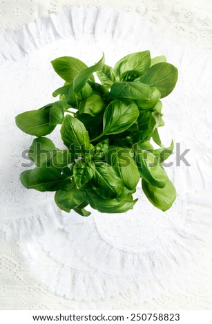 Aerial shot of fresh basil plant against a white background. Copy space.
