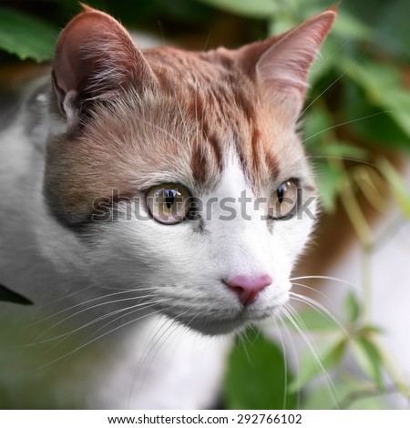 Ginger and white cat staring intently at a butterfly in the distance, out of shot. Concept image for concentration, determination and focus.