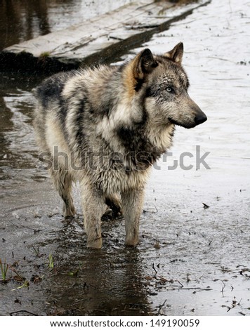 wolf standing in the water