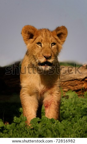 Lion cub standing in the grass/lion cub