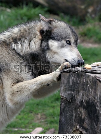 wolf eating a cookie