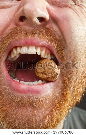 Walnut in teeth with red beard around the open lips closeup