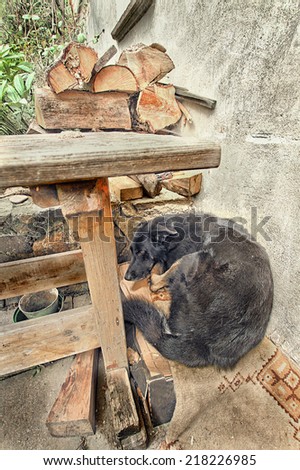 Scared dog under the table with pieces of wood
