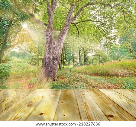 Old big plane-tree in a colorful forest with a lot of greenery made in HDR  with boards floor lighted by the sun