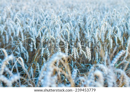 Cereal field in cold moonlight light in autumn