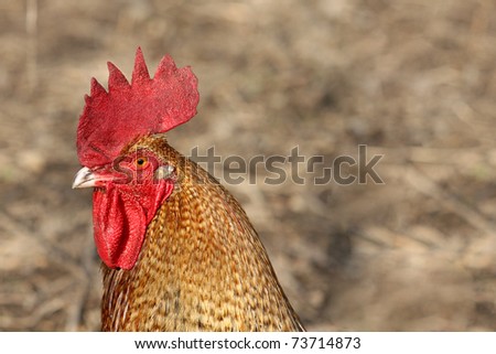 Head of a free walking  polish chicken