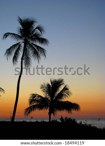 sunset over the ocean, tropical palms silhouettes. Sanibel Island Florida