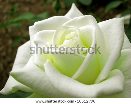 stock photo : closeup photo of beautiful yellow rose flower