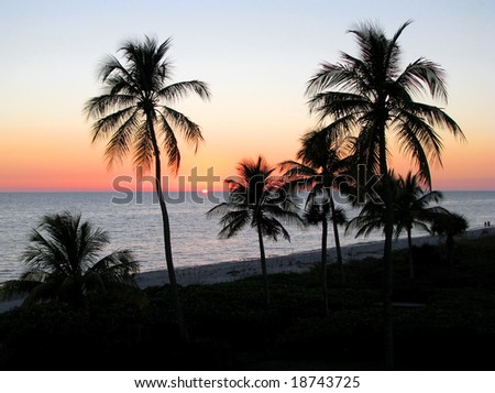 sunset over the ocean, tropical palms silhouettes Sanibel Island Florida