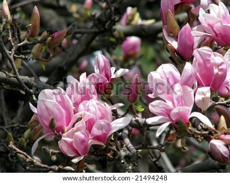magnolia tree in bloom. southern magnolia tree flower.