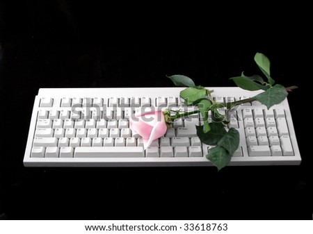 Single Pink Roses Pictures. stock photo : single pink rose