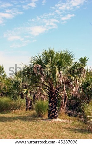 Palm Trees Landscape Ding Darling Wildlife Refuge Sanibel Florida