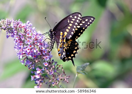 beautiful black swallowtail butterfly on butterfly bush