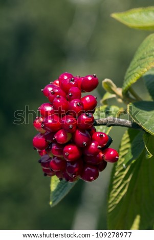 red fruits of wayfaring tree