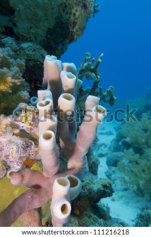 coral reef with sea sponge on the bottom of red sea