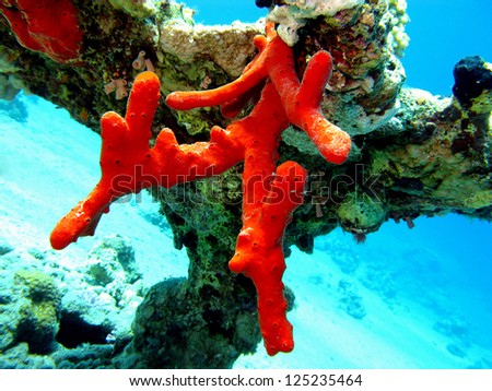 coral reef with great red sea sponge at the bottom of tropical sea