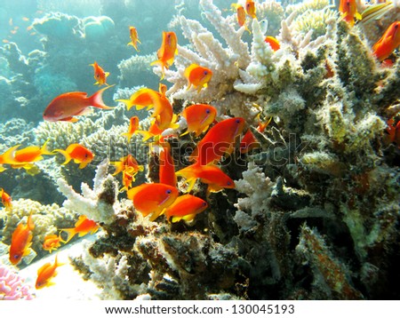 coral reef with stony coral and exotic orange fishes at the bottom of tropical sea