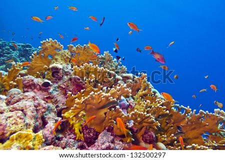 Coral Reef With Fire Coral And Exotic Fishes At The Bottom Of Colorful Tropical Sea