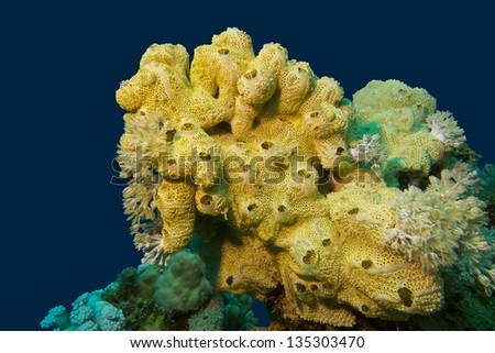 Coral Reef With Great Yellow Sea Sponge At The Bottom Of Tropical Sea