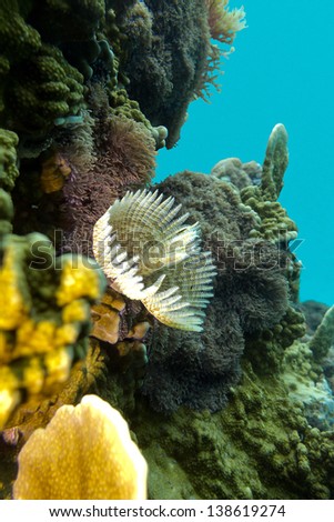 coral reef with feather duster worms at the bottom of tropical sea
