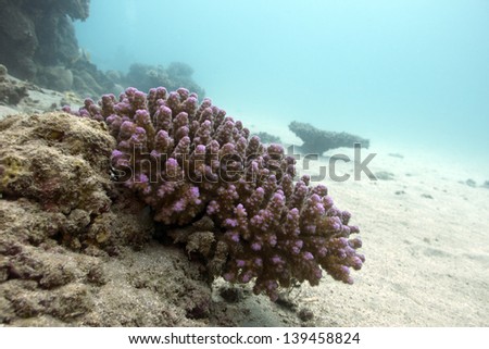 coral reef with hard coral violet acropora at the bottom of tropical sea