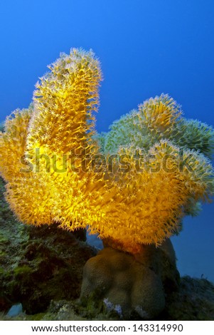 coral reef with beautiful yellow soft coral at the bottom of tropical sea on blue water background