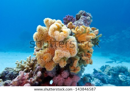 coral reef with yellow soft coral  sarcophyton at the bottom of red sea in egypt on blue water background
