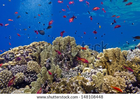 colorful coral reef with fire corals and fishes anthias at the bottom of tropical sea on blue water background