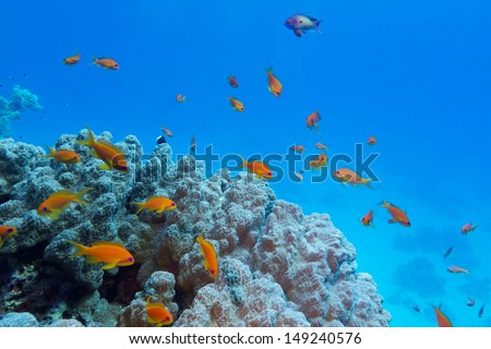 colorful coral reef with hard coral and exotic fishes at the bottom of tropical sea on blue water background