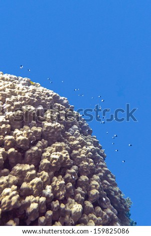 coral reef with porites coral and exotic fishes white-tailed damselfish at the bottom of tropical sea on blue water background