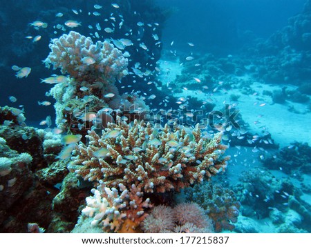 coral reef at great depth in tropical sea on blue water background