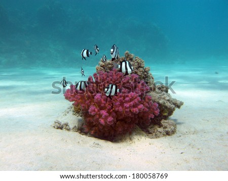 coral reef with hard coral and exotic fishes white-tailed damselfish  at the bottom of tropical sea  on blue water background