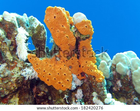 coral reef with great yellow sea sponge at the bottom of tropical sea on blue water background