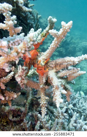 coral reef with sea sponge at the bottom of tropical sea on blue water background