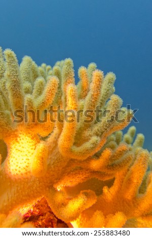 coral reef with great yellow soft coral on the bottom of tropical sea  on blue water background