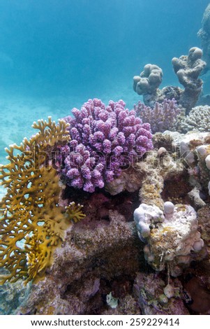 colorful coral reef in tropical sea on a background of blue water - underwater