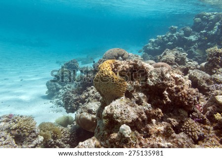 colorful coral reef under the surface of water in tropical sea,  underwater