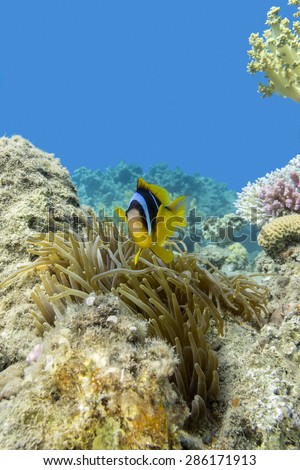 single Clownfish and sea anemone at the bottom of tropical sea