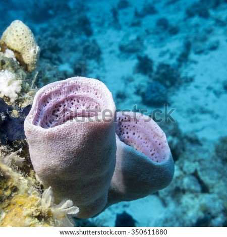 coral reef with sea sponge at the bottom of tropical sea, underwater.