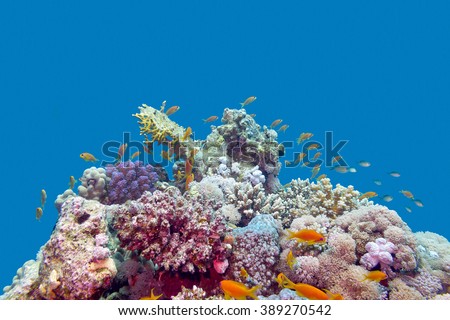 colorful coral reef with exotic fishes anthias at the bottom of tropical sea on blue water background, underwater