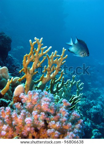 Exotic Coral Reefs