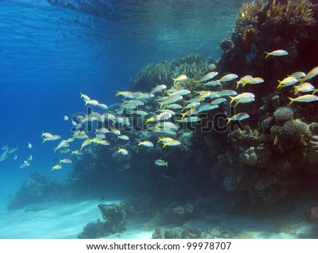 Exotic Coral Reefs