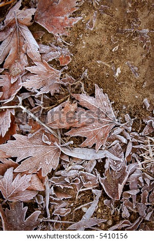background of many leafs with white frost