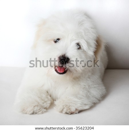 stock photo : A pure-bred puppy of the uncommon breed Coton de TulÃ?