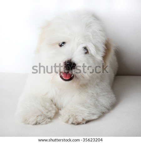 A pure-bred puppy of the uncommon breed Coton de TulÃ?Â©ar which is becoming popular. Aged 3 months, of the Maltese sort.