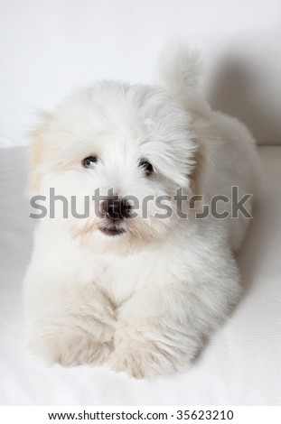 stock photo : A pure-bred puppy of the uncommon breed Coton de TulÃ?